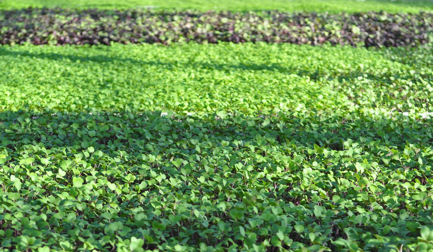 Mesclun Salad