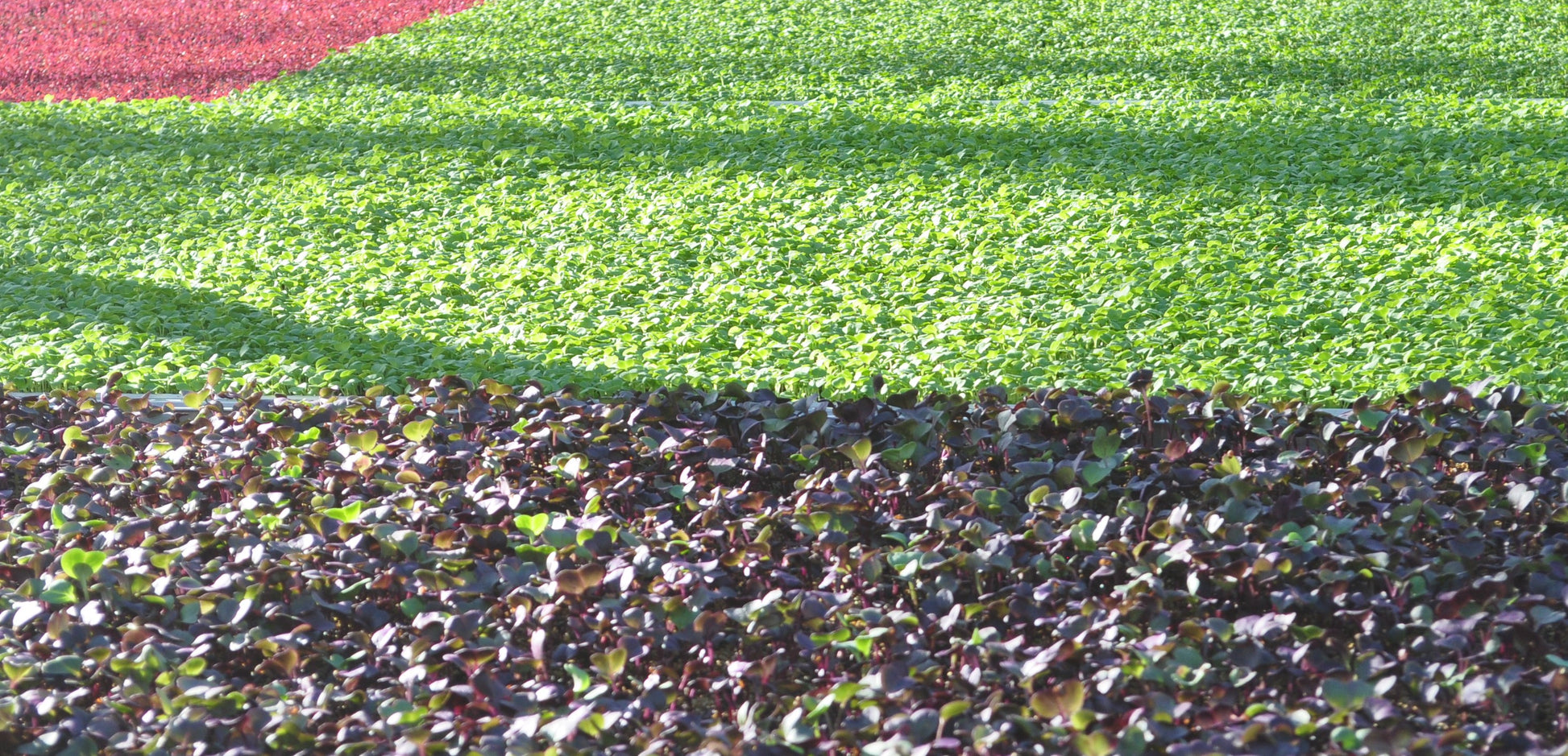 micro greens New Zealand food