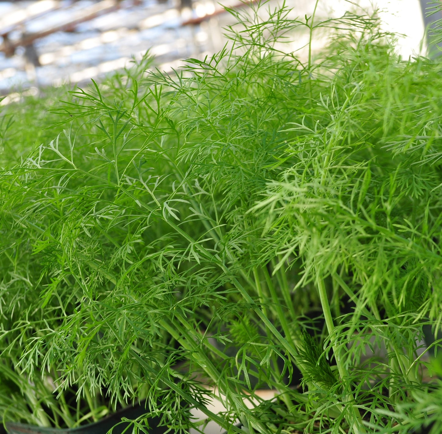 Fennel