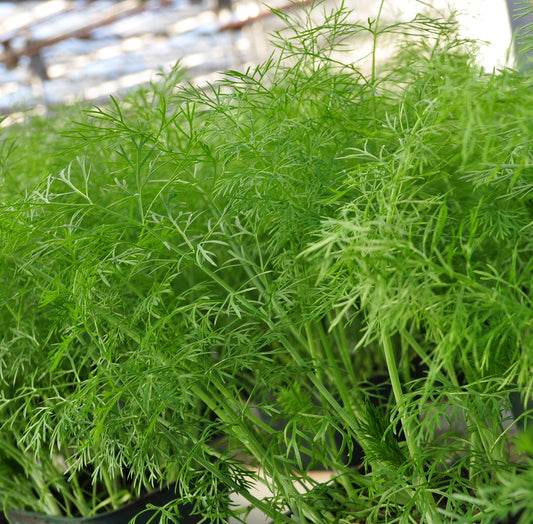 Fennel