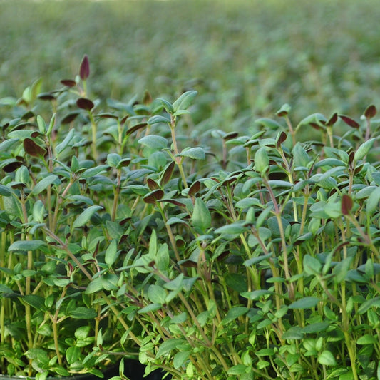 Thyme