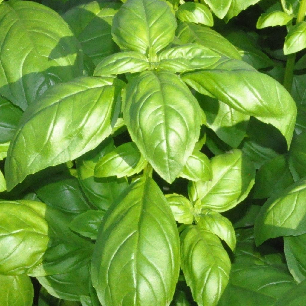 Basil