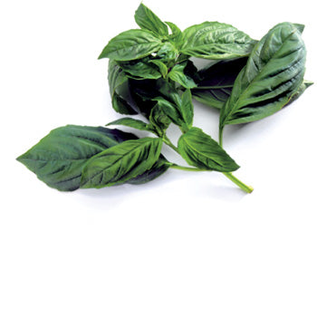 Basil