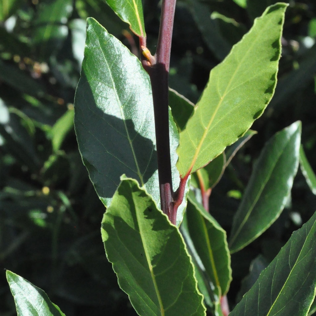Bay Leaves