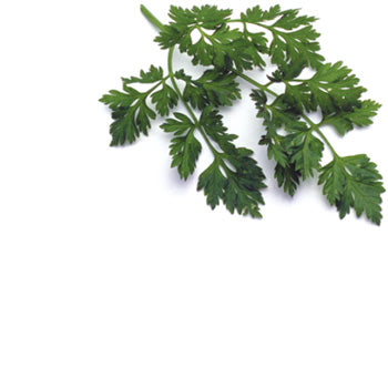 Chervil