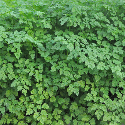 Chervil