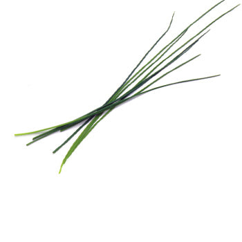 Chives