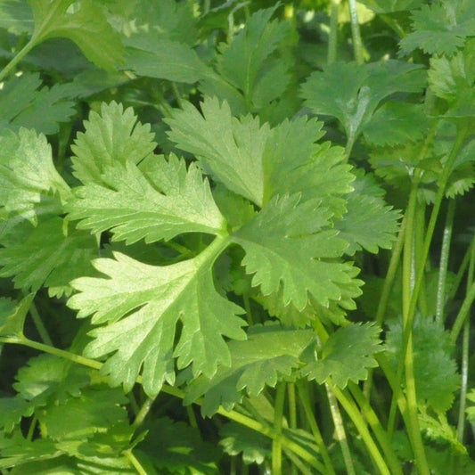 Coriander