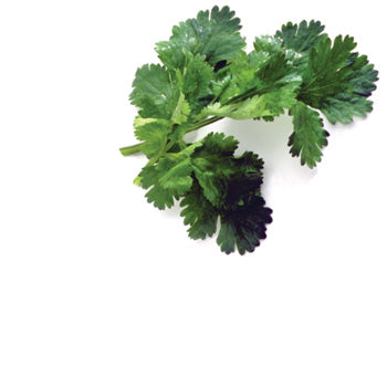 Coriander