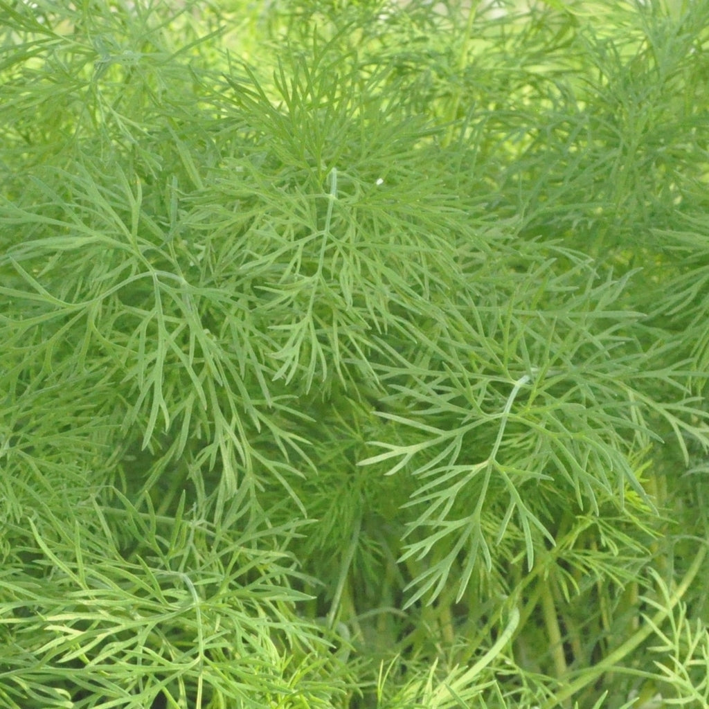 Dill