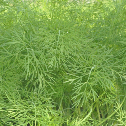 Dill