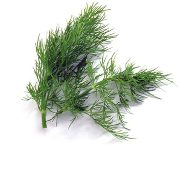 Dill