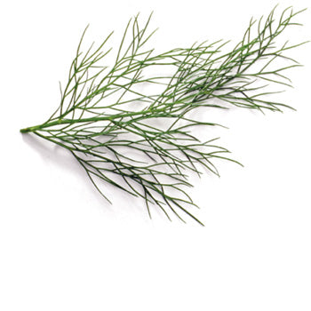 Fennel