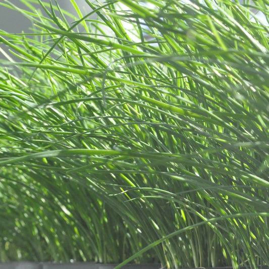 Garlic Chives
