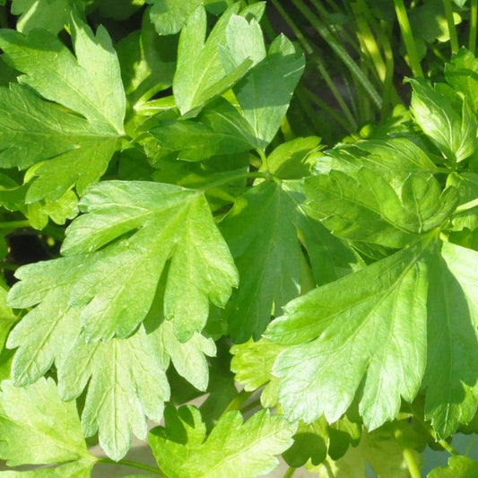 Italian Parsley