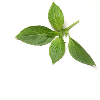 Basil Lemon