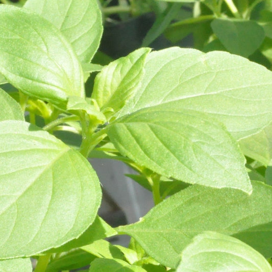 Basil Lemon