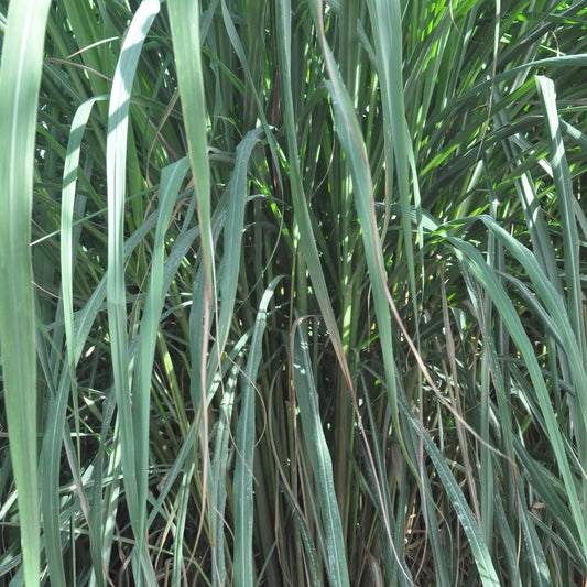 Lemongrass