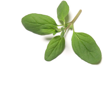 Marjoram