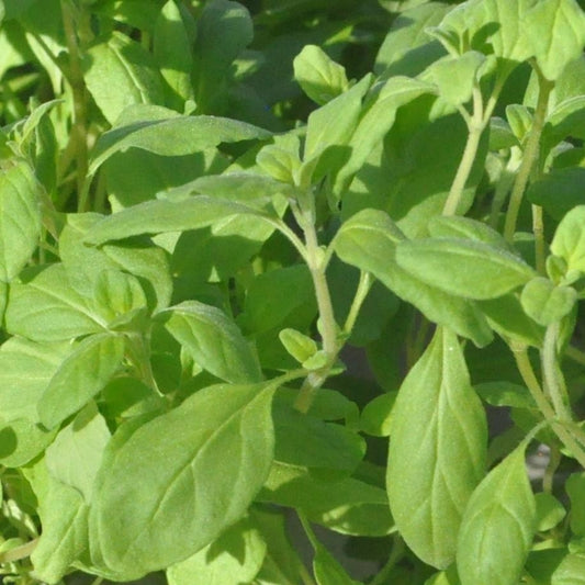 Marjoram
