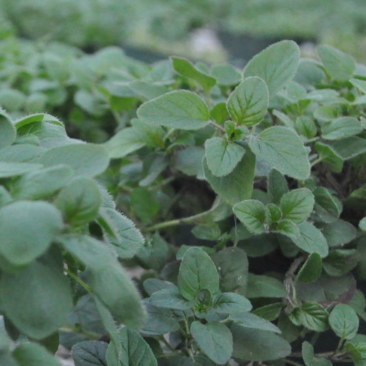Oregano