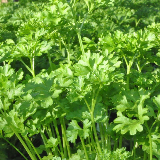 Parsley