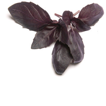 Basil Purple