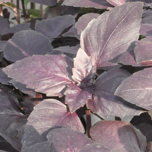 Basil Purple