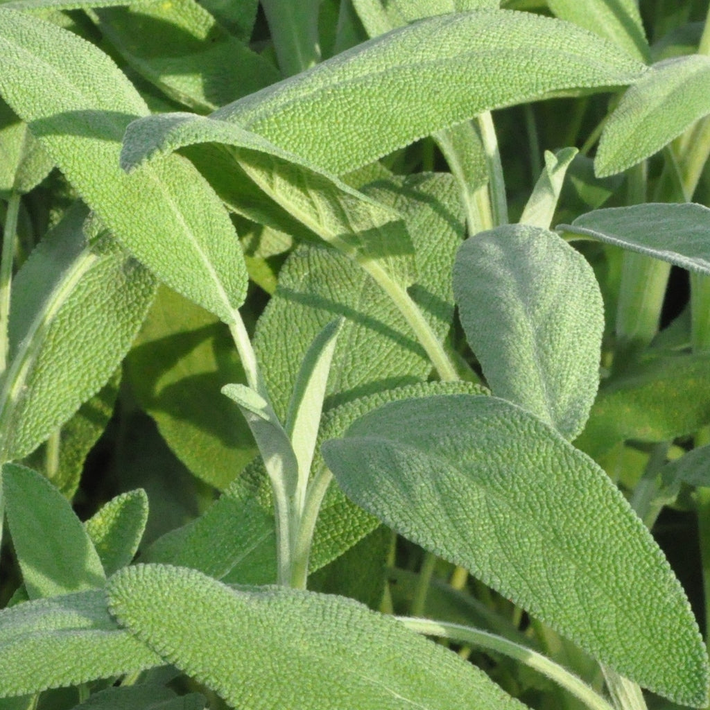 Sage