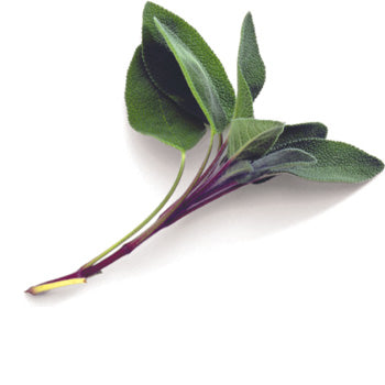 Sage
