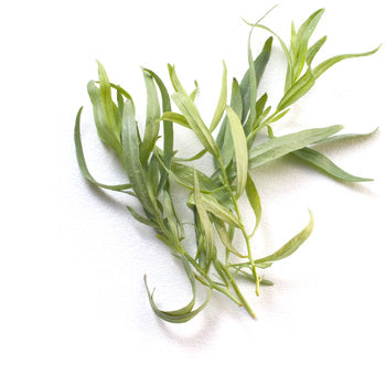 Texas Tarragon