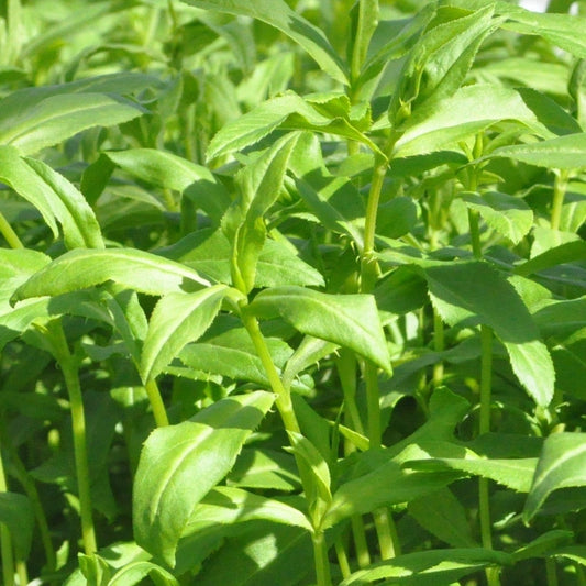 Texas Tarragon