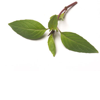 Basil Thai