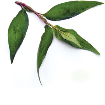 Vietnamese Mint