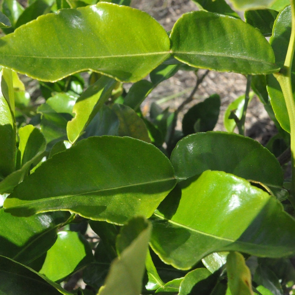 Kaffir Lime Leaves - Bulk