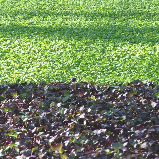 Microgreens | Micro Mesclun