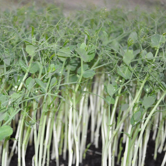 Microgreens | Pea Tendrils