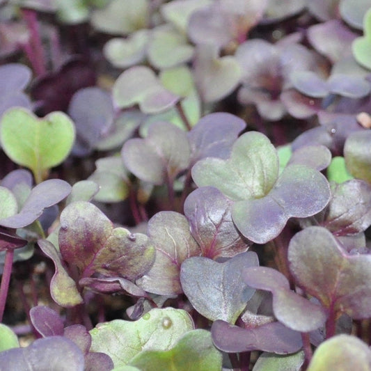 Microgreens | Radish