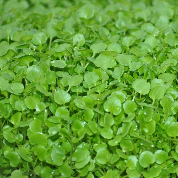 Microgreens Watercress Fresh Cut Kitchen Herbs