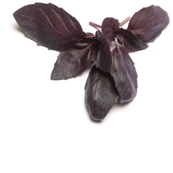 Purple Basil - Bulk