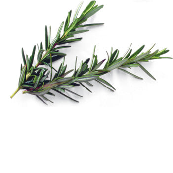 Rosemary