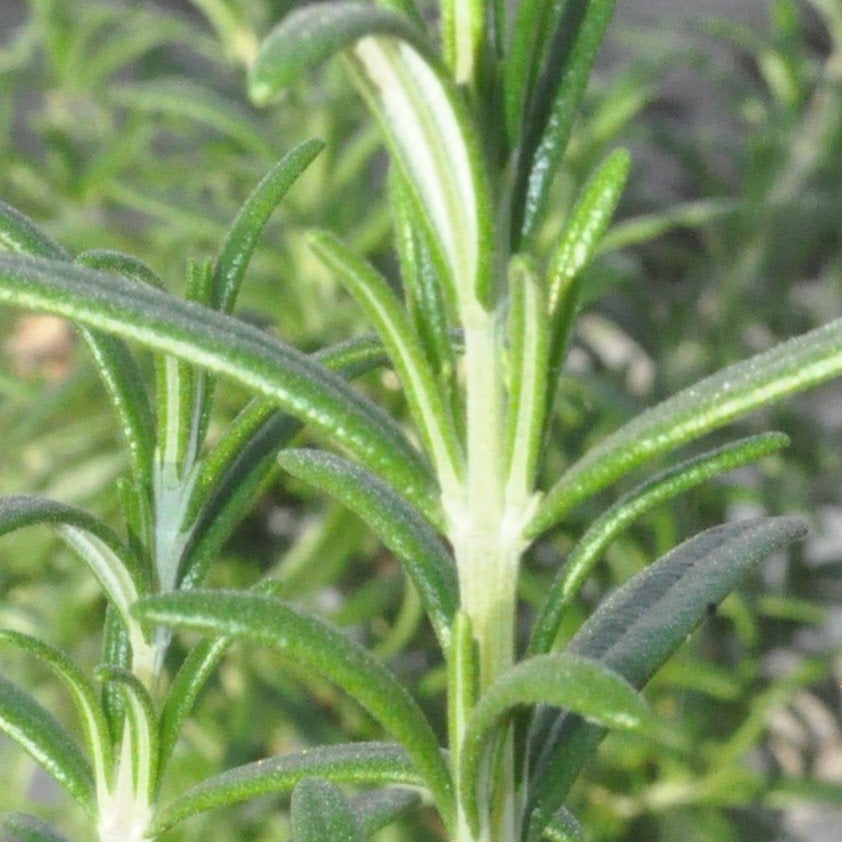 Rosemary