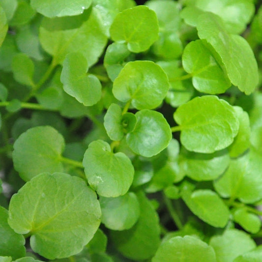 Watercress